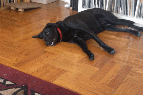 weinventyou dog puppy the best