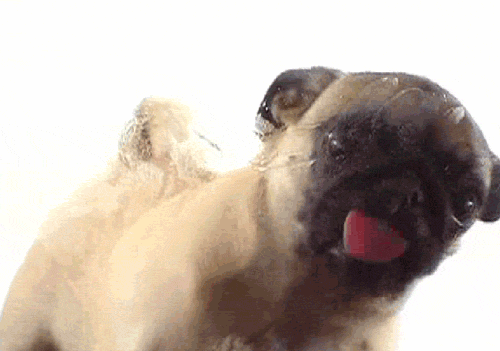 pug dog lick