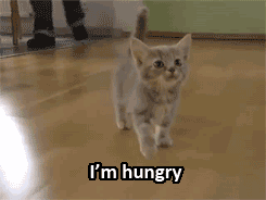 kitten hungry cute