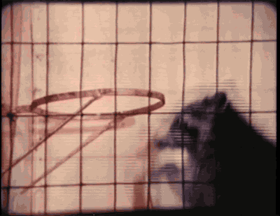 basketball dunk raccoon