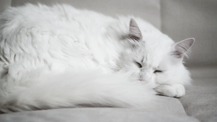 cat white