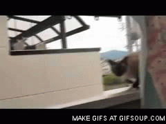 cat fail jump