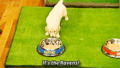 dog nfl