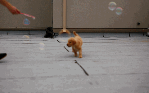 puppy eating bubbles