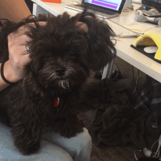 julie adorable puppy