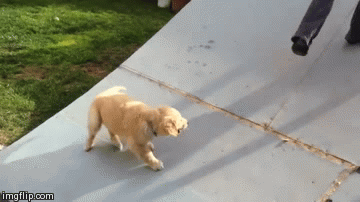 puppy fail