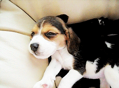 puppy beagle