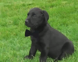 puppy animated