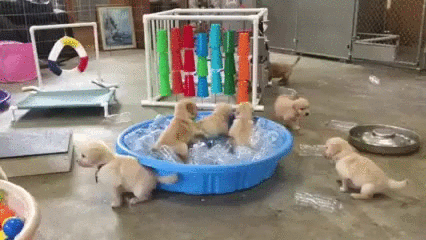 puppy playground plentiful