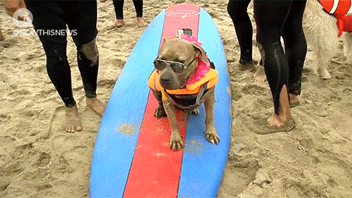 nowthisnews dogs surfing surf dog