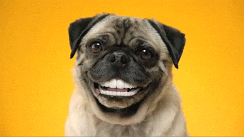 smile pug dog