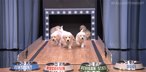 lol puppies puppy predictors