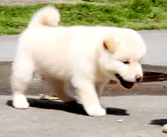 puppy shiba inu