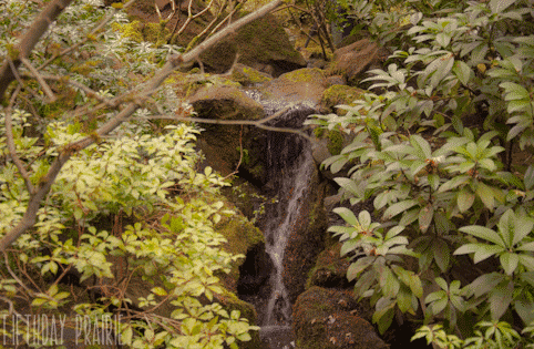 landscape stream