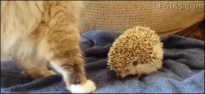 cat ouch hedgehog