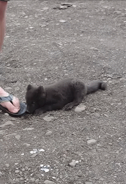 puppy feet chewing