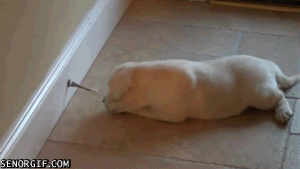 puppy vs doorstop