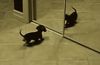 puppy mirror