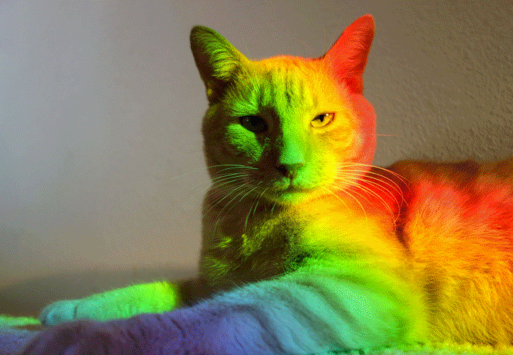 trippy rainbowcat