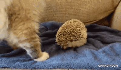 cat epic mixed gif