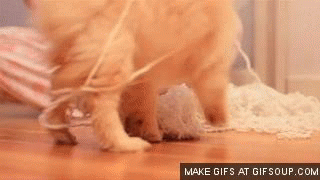 puppy playing yarn