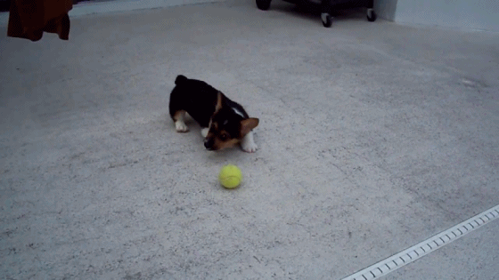 corgi puppy vs