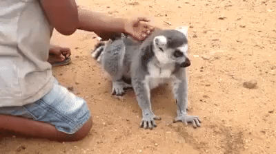 kids back lemur