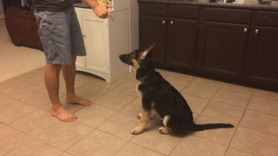 puppy wasted shepherd