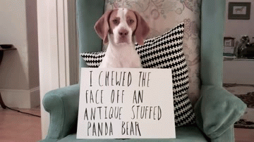 puppy done shaming