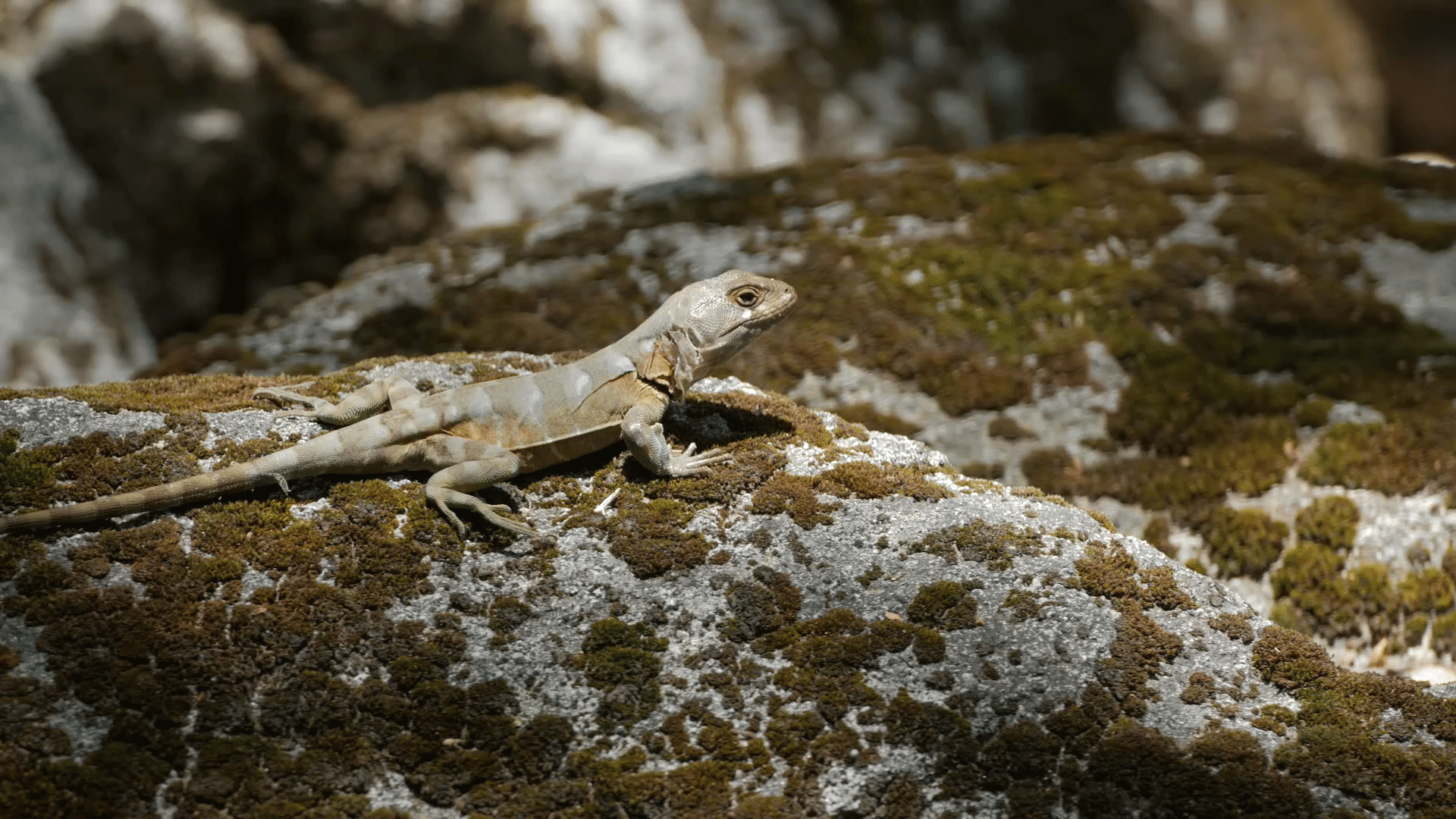 chile lizards nutrients