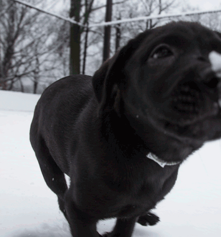 dog time snow