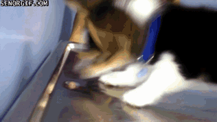 funny corgis perplexed