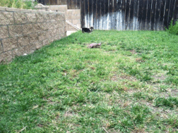 puppy boom corgi