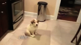 dog roll over gif