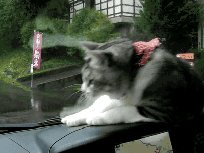 cat windshield wiper