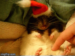 merry christmas cuteness cute animals