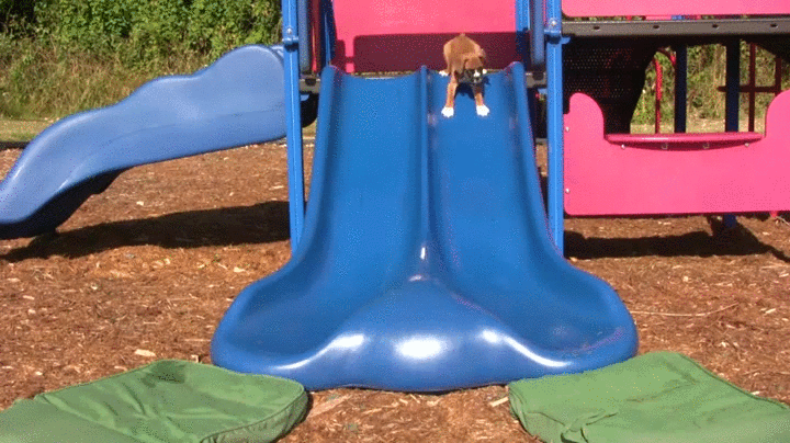 puppies slide