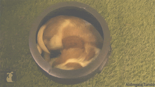 dog puppy halloween