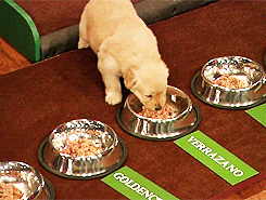 puppy taste test