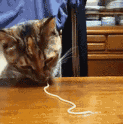 cat eating spaghetti