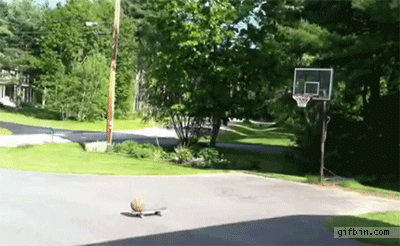 basketball trick shot