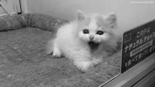 cat cute kitten