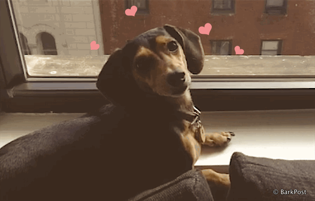 barkpost love pup doxie