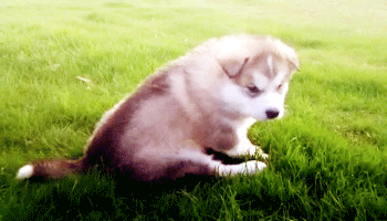 puppy alaskan malamute