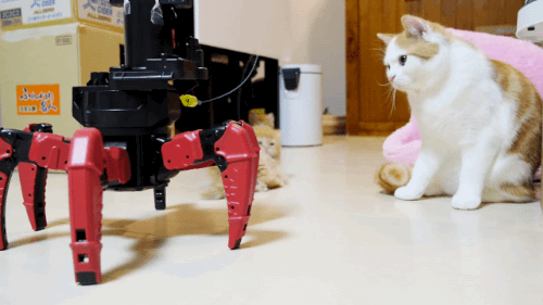 cat robot