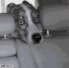 dog roll over puppy gif
