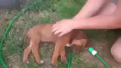 puppy bath