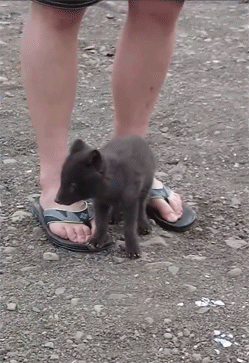 puppy sitting feet