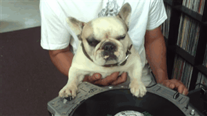 dog house dj