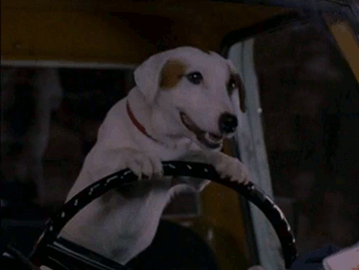 dog driving ernest scared stupid